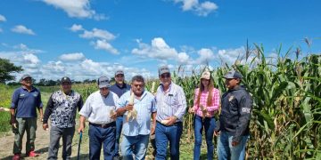 Más de 100 millones de kilos de maíz cosechará  la Asociación de Productores Agrícolas de Venezuela