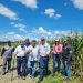 Más de 100 millones de kilos de maíz cosechará la Asociación de Productores Agrícolas de Venezuela