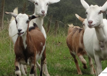 Una familia apuesta a la producción caprina desde el Páramo El Zumbador 