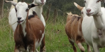 Una familia apuesta a la producción caprina desde el Páramo El Zumbador 
