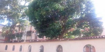 Árboles dañan apartamentos en la Urb. Bella Vista