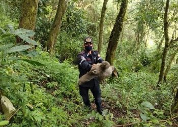 Rescatado perezoso en cautiverio