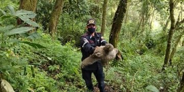 Rescatado perezoso en cautiverio