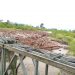 El Río Chama se desbordó en La Fortuna y Pueblo Nuevo arruinando zonas plataneras