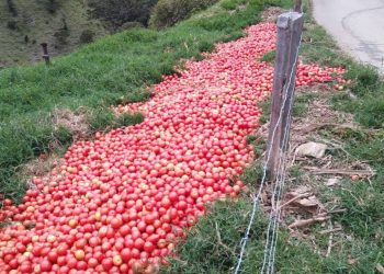 Productores de Guaraque pierden sus cosechas por daño en las vías