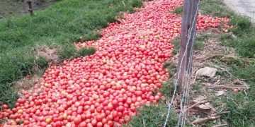 Productores de Guaraque pierden sus cosechas por daño en las vías