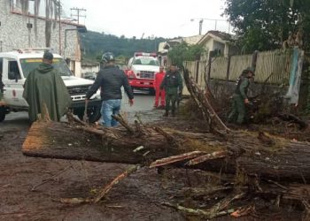Precipitaciones generan caídas de árboles en Boconó