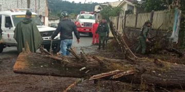 Precipitaciones generan caídas de árboles en Boconó
