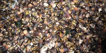 Crean un pegamento de sellado rápido de heridas inspirado en los percebes