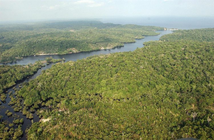 Vista general de una área selvática en la Amazonía (Brasil). EFE/ Marcelo Sayão /Archivo