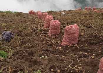 Contrabando de papa, tomate, cebolla, zanahoria y ajos, inunda mercados del país y lleva a la ruina a productores venezolanos