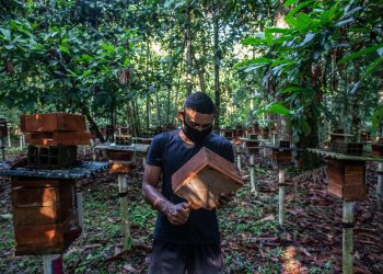 Una revolución sostenible intenta abrirse paso en la Amazonía brasileña