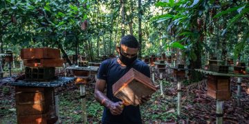 Una revolución sostenible intenta abrirse paso en la Amazonía brasileña