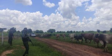 GNB «pilla» abígeos y recupera 140 reses robadas