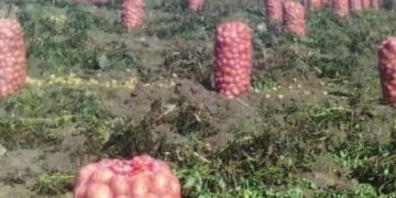 La semilla de papa existente en el país solo cubre el 1% del requerimiento