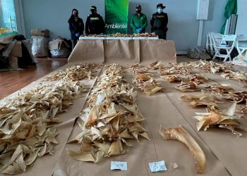 Incautan 3.493 aletas de tiburón en el aeropuerto de Bogotá que iban a China