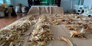 Incautan 3.493 aletas de tiburón en el aeropuerto de Bogotá que iban a China