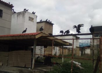 El «rey zamuro» manda en Valera