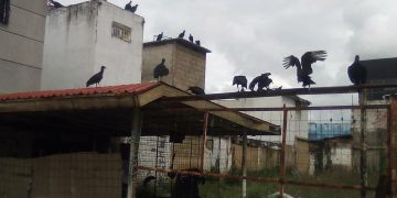 El «rey zamuro» manda en Valera