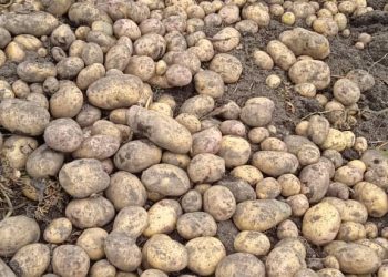 Productores de papa del Táchira deben rotarse las semillas para cubrir la producción