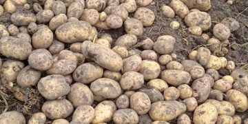 Productores de papa del Táchira deben rotarse las semillas para cubrir la producción