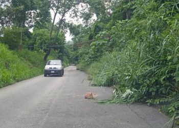 Maleza  en la Bajada del Río a punto de arropar toda la vía