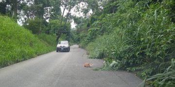 Maleza  en la Bajada del Río a punto de arropar toda la vía