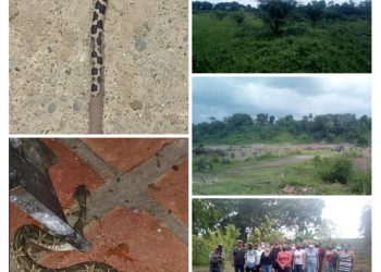 Serpientes aterrorizan a los habitantes de Prado Hermoso en El Vigía