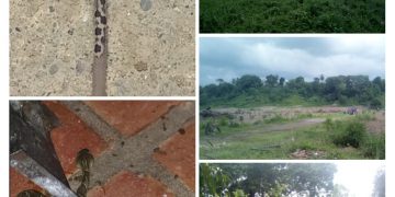 Serpientes aterrorizan a los habitantes de Prado Hermoso en El Vigía