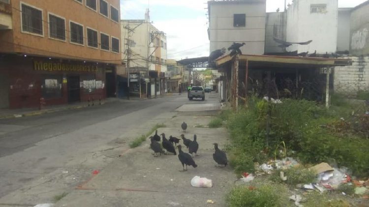 El «rey zamuro» manda en Valera
