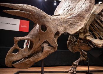 Subastado el esqueleto de un gran triceratops por 6,65 millones de euros