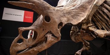 Subastado el esqueleto de un gran triceratops por 6,65 millones de euros