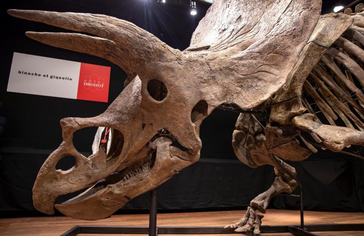 Vista general del esqueleto de Triceratops. EFE/EPA/IAN LANGSDON