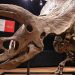 Subastado el esqueleto de un gran triceratops por 6,65 millones de euros