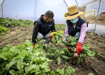 Un sistema ancestral «siembra» agua en las altas montañas de Perú