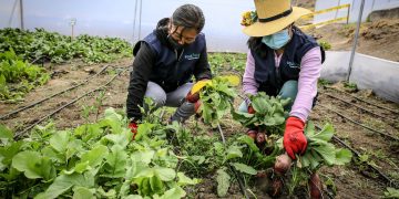 Un sistema ancestral «siembra» agua en las altas montañas de Perú