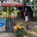 Proliferan ventas de agua coco en San Cristóbal con el paso de la pandemia