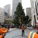 Llega a Nueva York árbol del Rockefeller Center que marca inicio de Navidad