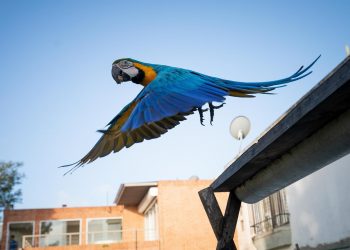 Las guacamayas, adoptadas como símbolo de Caracas