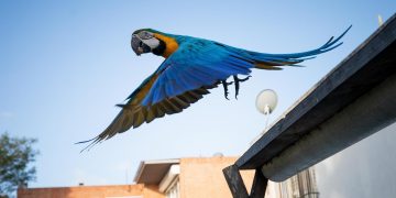 Las guacamayas, adoptadas como símbolo de Caracas