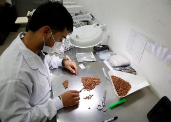 Colombia custodia las semillas que aseguran la seguridad alimentaria de todos