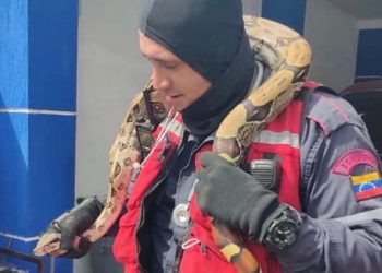 Una serpiente de dos metros de larga encontrada dentro de las partes mecánicas de un carro en San Cristóbal