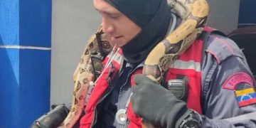 Una serpiente de dos metros de larga encontrada dentro de las partes mecánicas de un carro en San Cristóbal