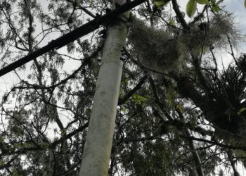 Caficultores “Guaramacaleños de Boconó” pierden cosechas por falta de electricidad 