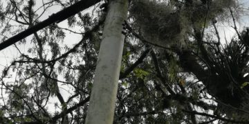 Caficultores “Guaramacaleños de Boconó” pierden cosechas por falta de electricidad 