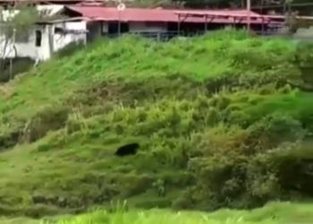 Osos frontinos se acercan a poblados de Mérida