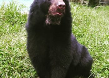 Fundación Amigos de Tovar rescata espacios en la Sultana del Mocotíes
