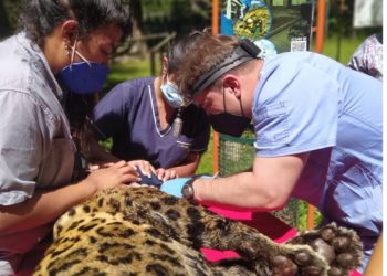 Animales del Zoológico de Mérida reciben atención adecuada