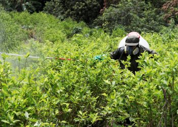 Colombia ha erradicado 103.100 hectáreas de coca en lo que va de 2021