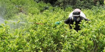 Colombia ha erradicado 103.100 hectáreas de coca en lo que va de 2021